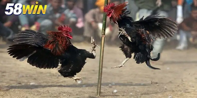 Đa dạng hình thức đa gà Thomo