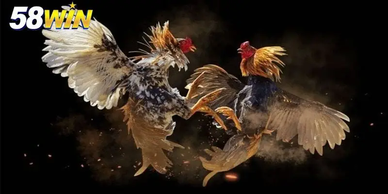 Đá gà 58win Thomo đẳng cấp chuyên nghiệp