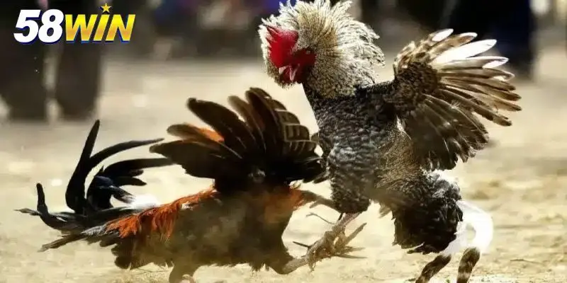 Đá gà trực tiếp truyền thống hấp dẫn