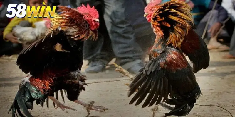 Gà tập luyện với thế lướt sóng