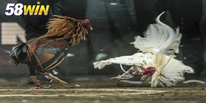 Khám phá thế chọi kê hay