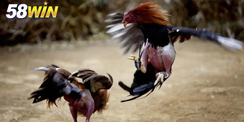 Luật chọi kê tại nhà cái nghiêm ngặt