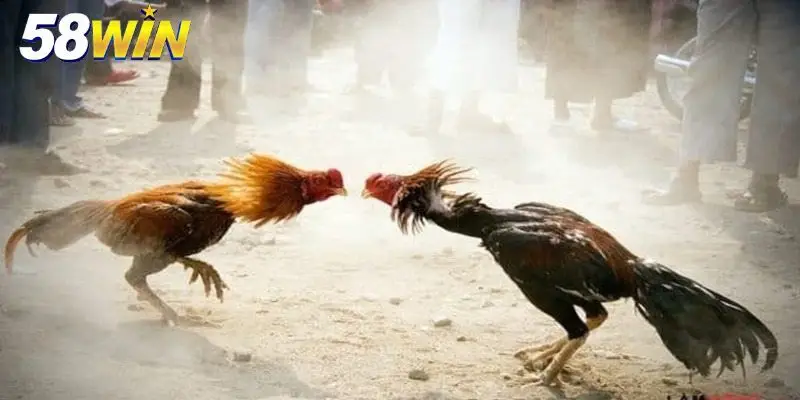 Thế đá gà chọi mang lên mang xuống