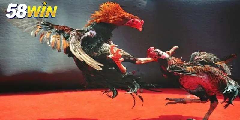 Trải nghiệm đá gà mãn nhãn